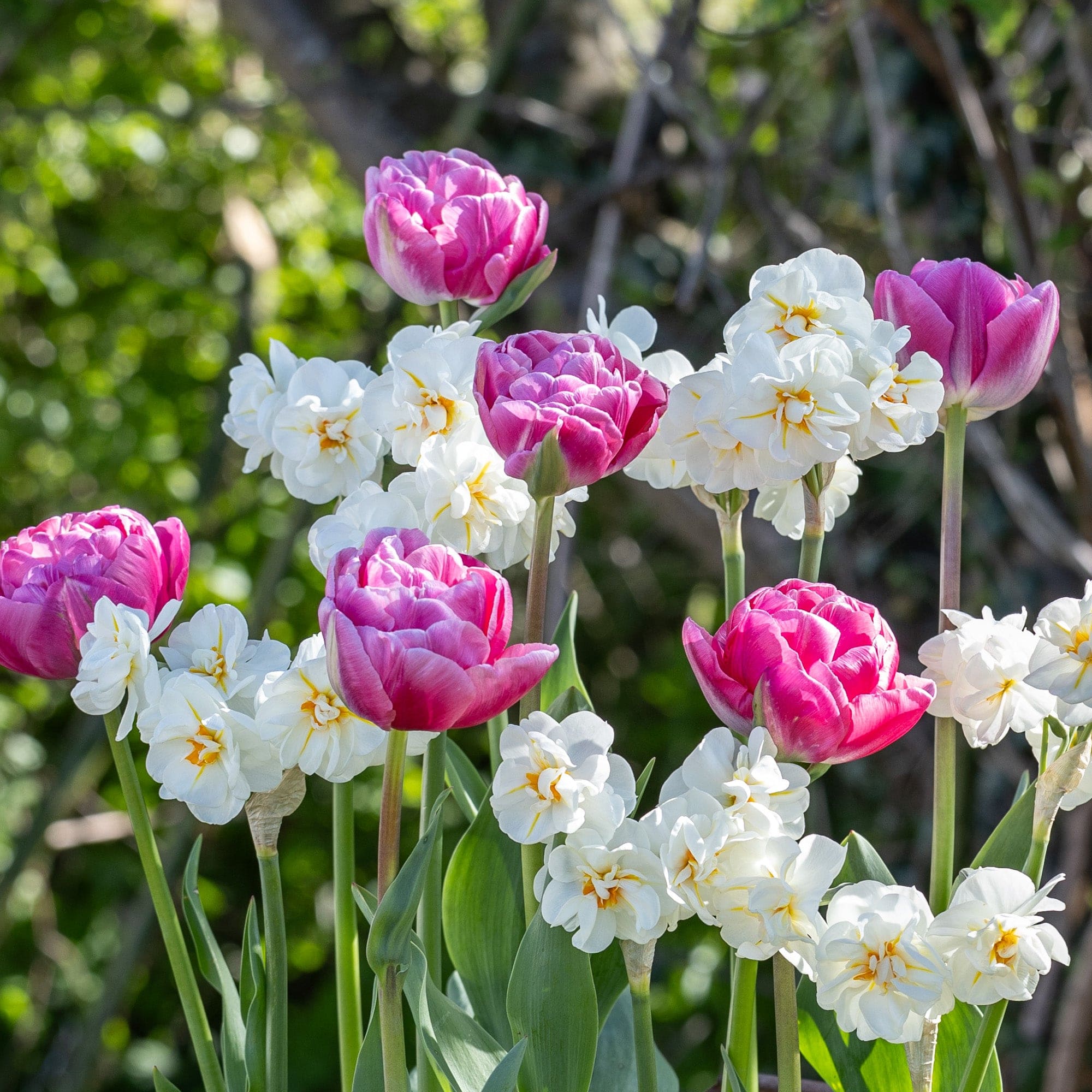 Fashionist' - lökblandning